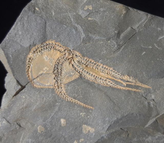 Ophiura sp. LAMARCK 1801 - Bild © FossNet FossilienStore